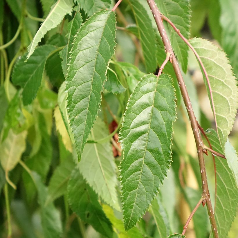 Zierkirsche Kiku-Shidare-Zakura - Prunus serrulata (Foliage)