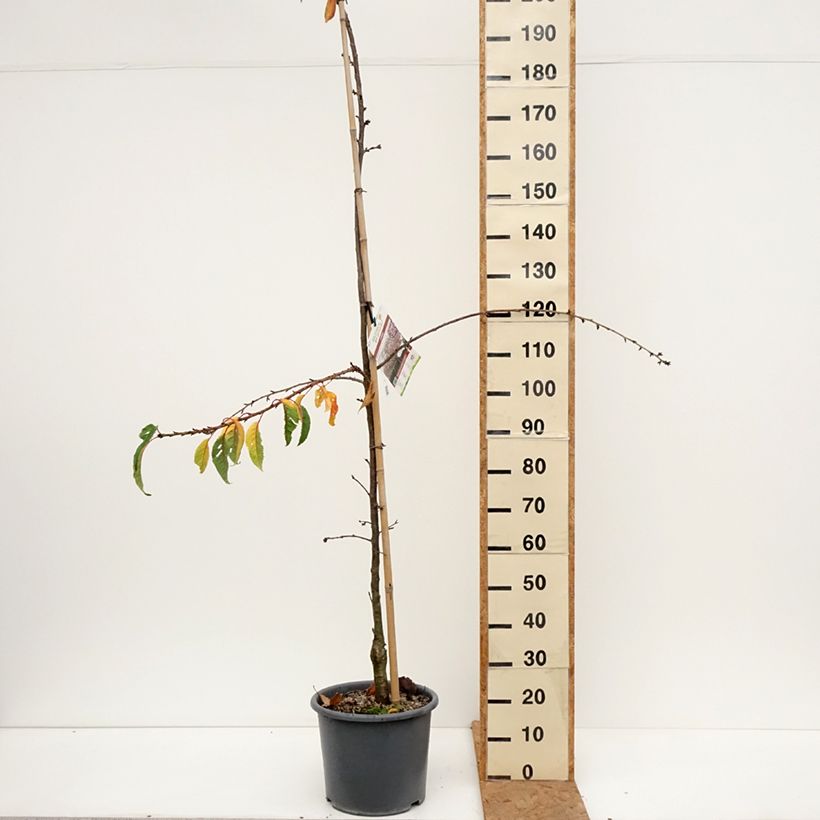 Exemplar von Zierkirsche Kiku-Shidare-Zakura - Prunus serrulata Topf mit 7,5L/10L wie im Herbst geliefert