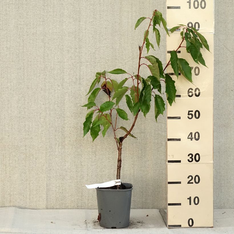Example of Zierkirsche Pink Perfection - Prunus serrulata Topf mit 4L/5L as you get in automne