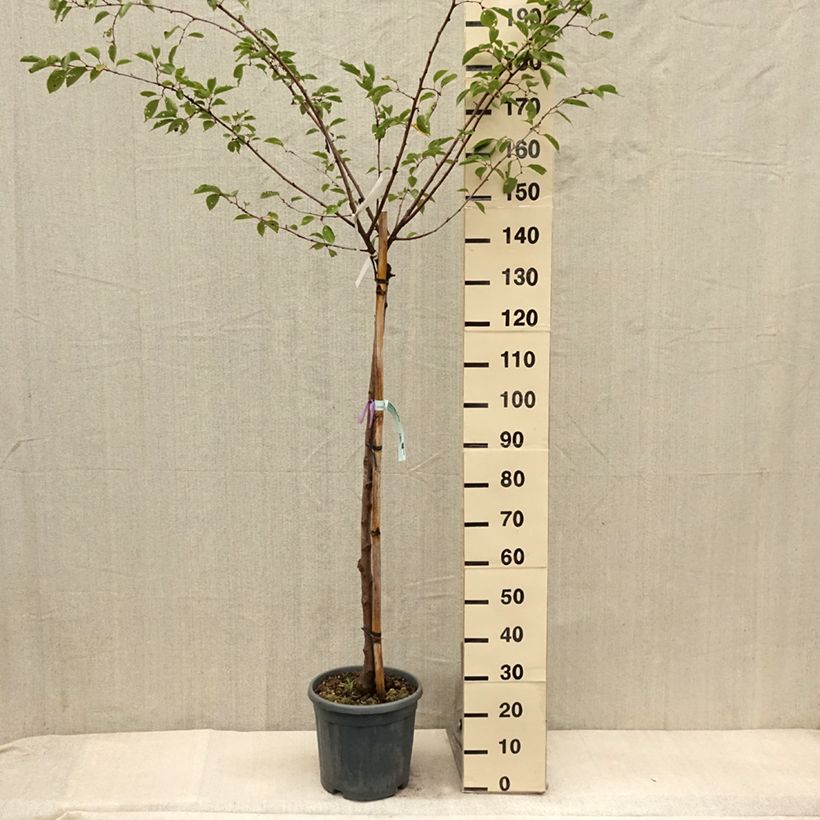 Example of Zierkirsche Shirofugen - Prunus serrulata Topf mit 12L/15L as you get in ete