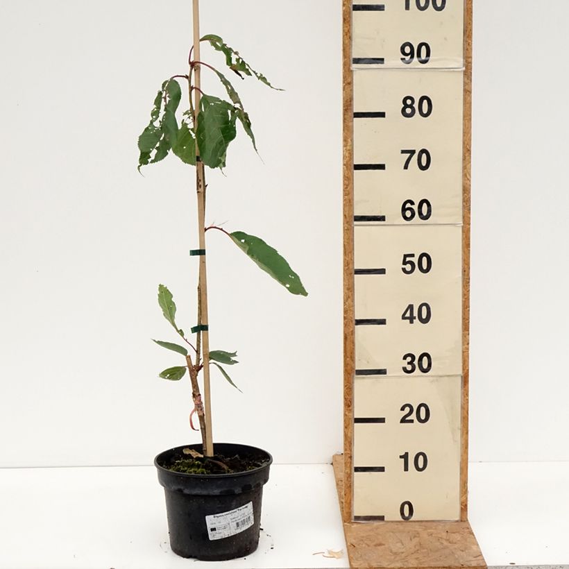 Exemplar von Zierkirsche Tai-haku - Prunus serrulata Topf mit 4L/5L wie im Herbst geliefert