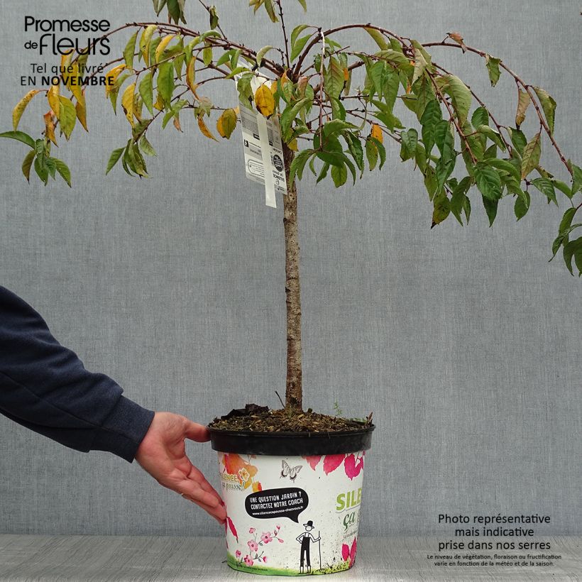 Example of Zierkirsche Snow Fountains - Prunus Topf mit 7,5L/10L as you get in automne
