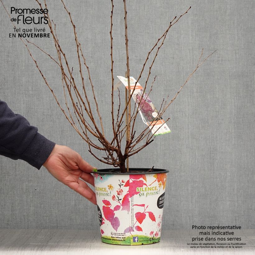 Example of Zierkirsche Fukubana - Prunus subhirtella Topf mit 4L/5L as you get in automne