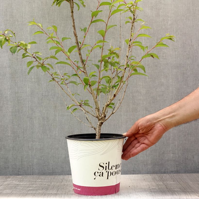 Exemplar von Zierkirsche Fukubana - Prunus subhirtella Topf mit 4L/5L wie im Sommer geliefert