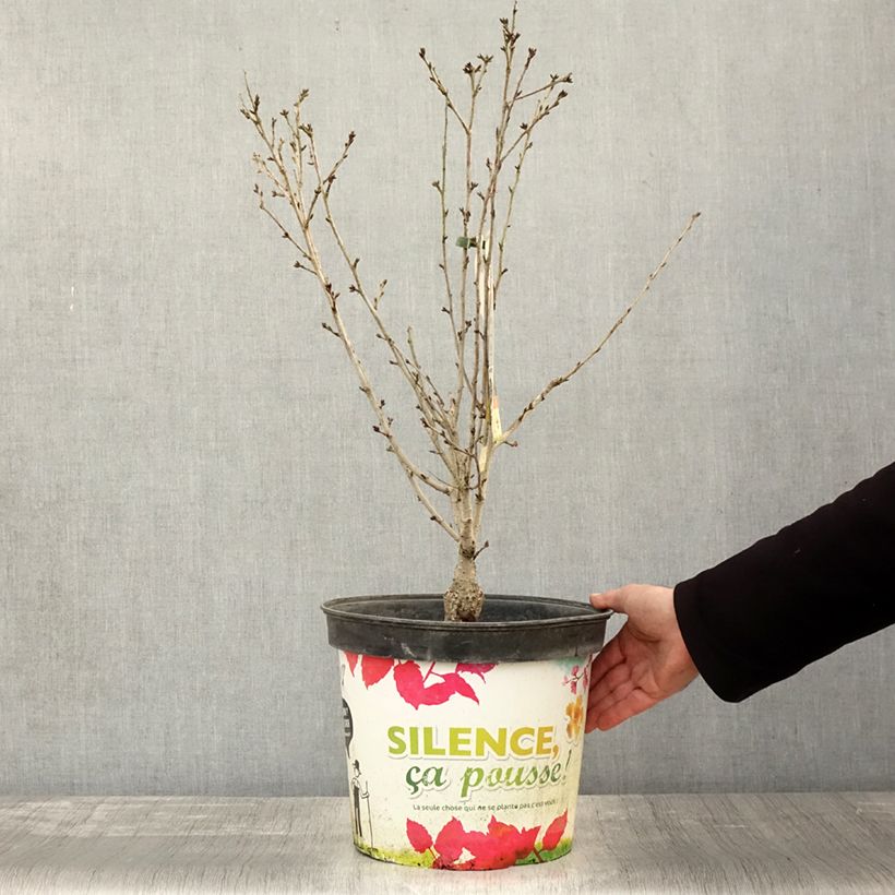 Example of Zierkirsche Fukubana - Prunus subhirtella Topf mit 7,5L/10L as you get in automne