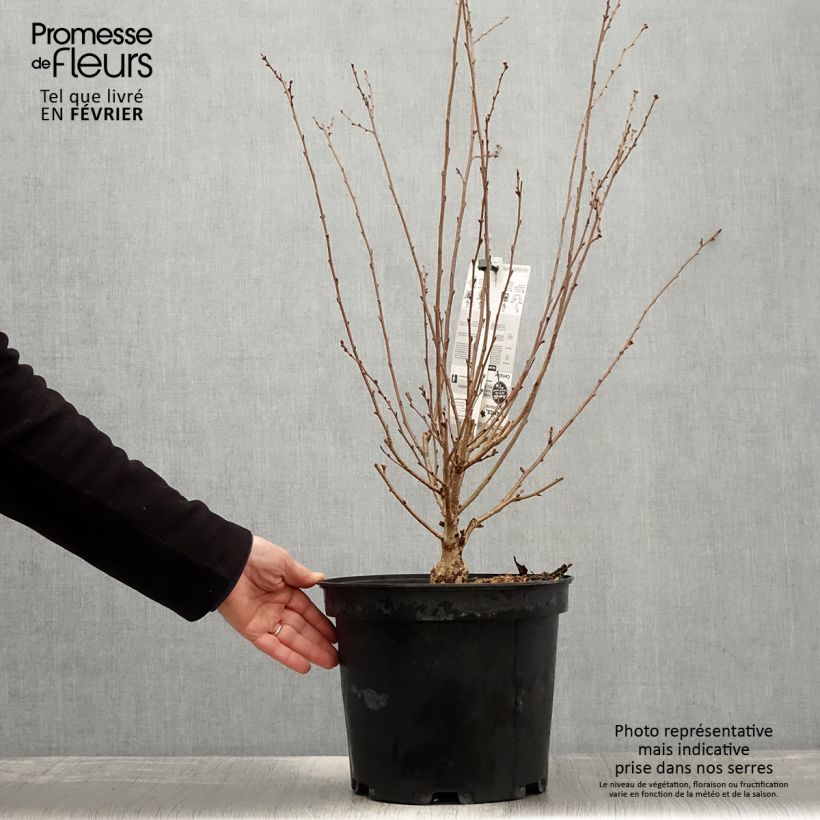 Exemplar von Zierkirsche Fukubana - Prunus subhirtella Topf mit 7,5L/10L wie im Winter geliefert