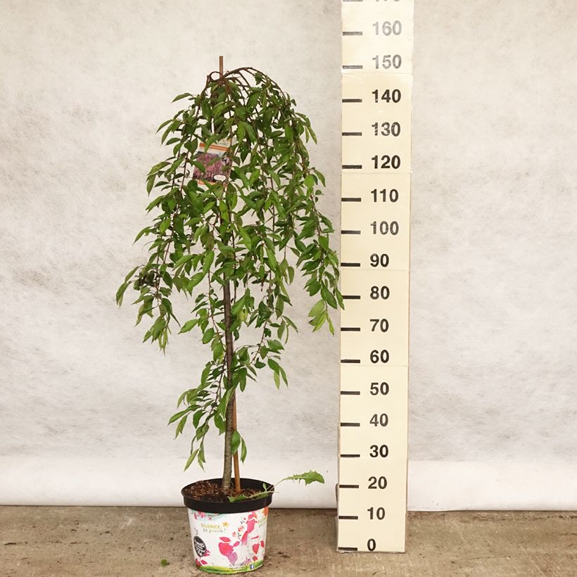 Exemplar von Zierkirsche Pendula Rubra - Prunus subhirtella Topf mit 7,5L/10L, Stamm wie im Frühjahr geliefert