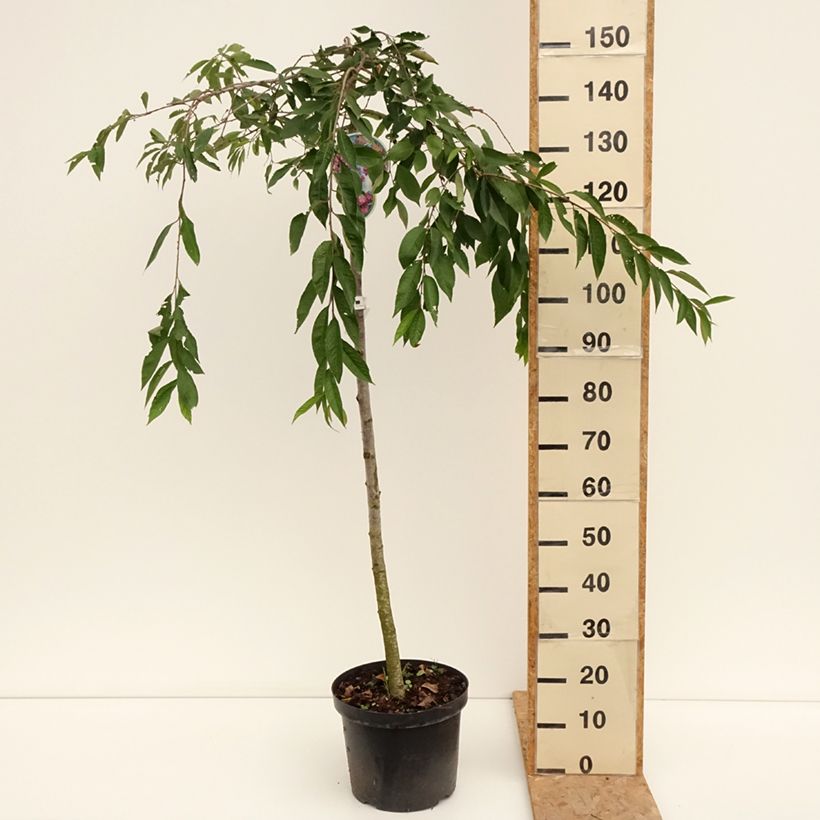 Exemplar von Zierkirsche Pendula Rubra - Prunus subhirtella Topf mit 7,5L/10L, Stamm wie im Sommer geliefert