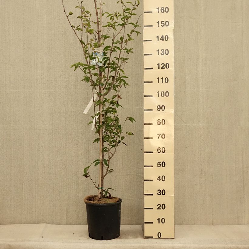 Example of Zierkirsche Umineko - Prunus Topf mit 12L/15L as you get in automne
