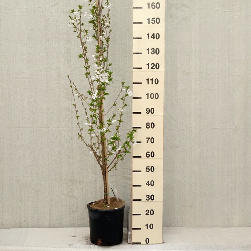 Exemplar von Zierkirsche Umineko - Prunus Topf mit 12L/15L wie im Frühjahr geliefert