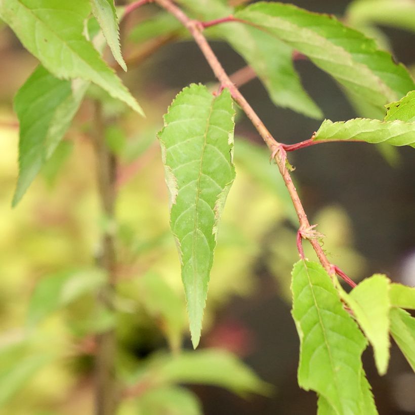 Zierkirsche Pink Cascade - Prunus (Foliage)