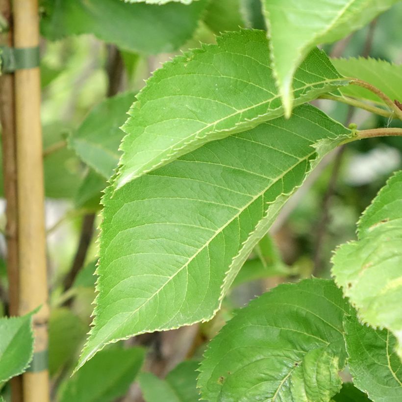 Yoshino-Kirsche - Prunus yedoensis (Foliage)