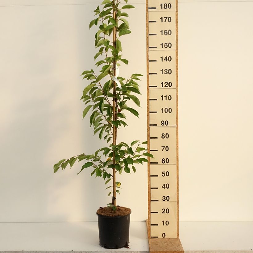 Example of Yoshino-Kirsche - Prunus yedoensis Topf mit 12L/15L as you get in ete