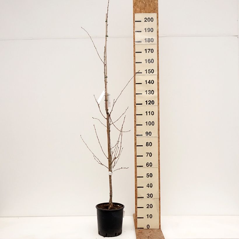 Exemplar von Yoshino-Kirsche - Prunus yedoensis Topf mit 12L/15L wie im Winter geliefert