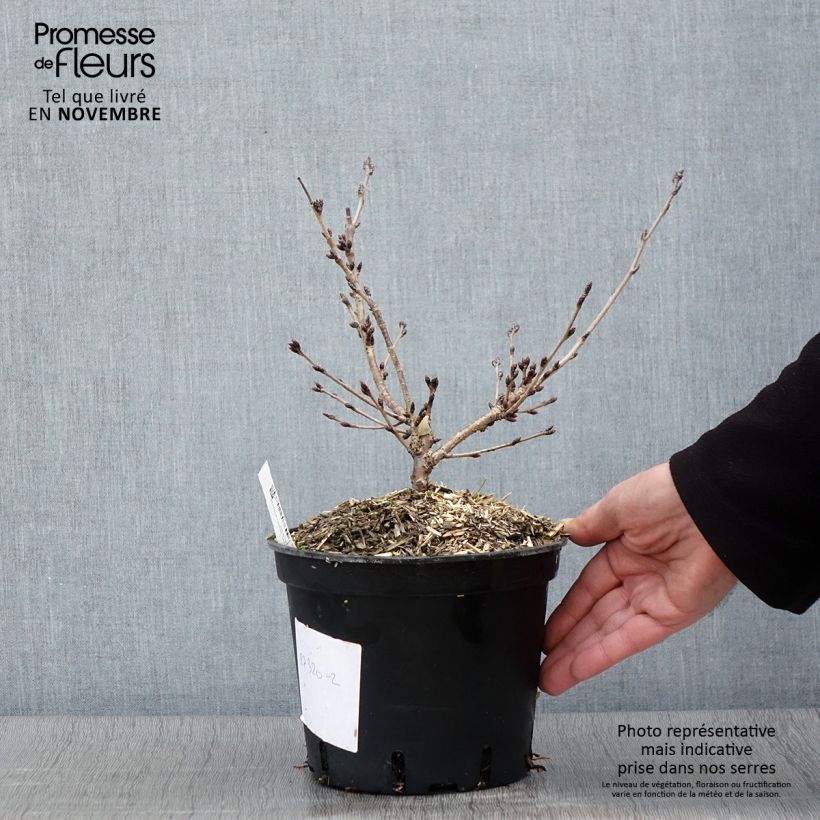 Example of Yoshino-Kirsche - Prunus yedoensis Topf mit 3L/4L as you get in automne