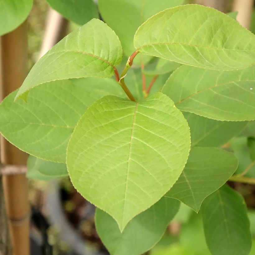 Virginische Traubenkirsche Canada Red - Prunus virginiana (Foliage)