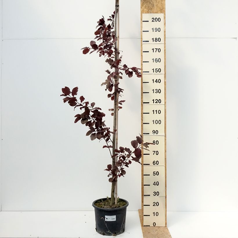 Example of Virginische Traubenkirsche Canada Red - Prunus virginiana Topf mit 20L/25L as you get in ete