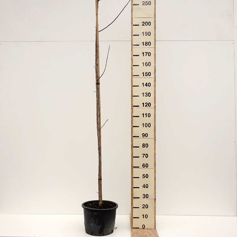 Exemplar von Virginische Traubenkirsche Canada Red - Prunus virginiana Topf mit 20L/25L wie im Winter geliefert
