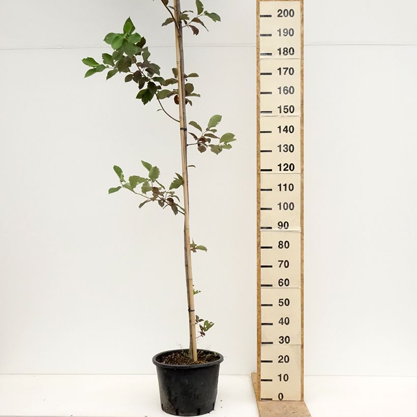 Exemplar von Virginische Traubenkirsche Canada Red - Prunus virginiana Topf mit 20L/25L wie im Frühjahr geliefert