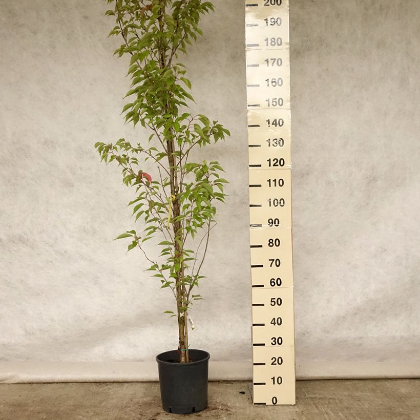 Example of Zierkirsche Sunset Boulevard - Prunus serrulata Topf mit 12L/15L as you get in ete