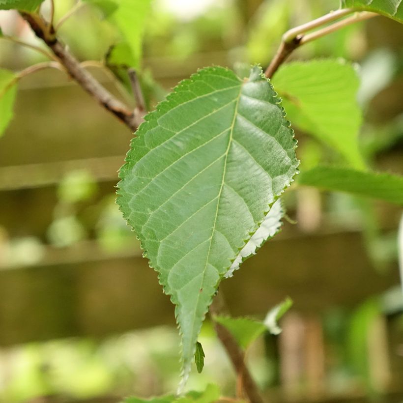 Zierkirsche Sunset Boulevard - Prunus serrulata (Foliage)