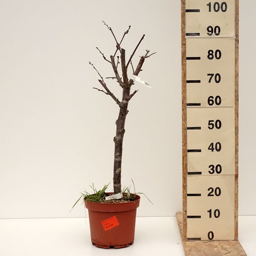 Example of Sauerkirsche Cerise Allégria Delbard delkarsun - Prunus cerasus Topf mit 7,5L/10L, Gobelet-Form as you get in hiver