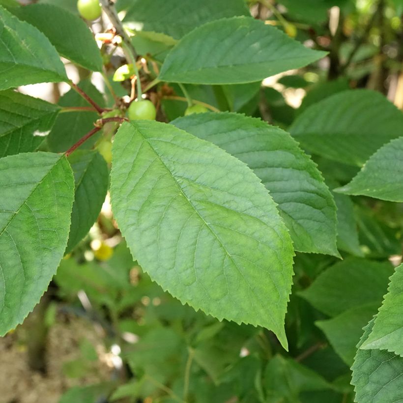 Sauerkirsche Anglaise Hâtive - Prunus cerasus (Foliage)