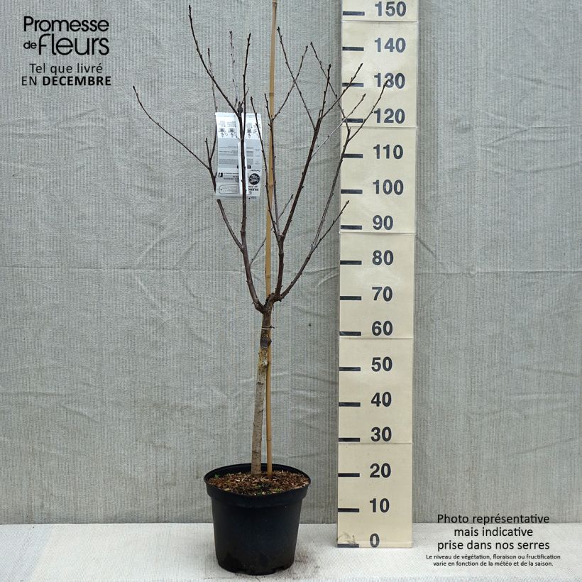 Example of Sauerkirsche Anglaise Hâtive - Prunus cerasus Topf mit 7,5L/10L, Gobelet-Form as you get in automne
