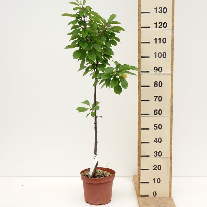 Exemplar von Sauerkirsche Anglaise Hâtive - Prunus cerasus Topf mit 7,5L/10L, Heister wie im Frühjahr geliefert