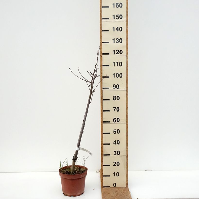 Exemplar von Sauerkirsche Anglaise Hâtive - Prunus cerasus Topf mit 7,5L/10L, Heister wie im Herbst geliefert