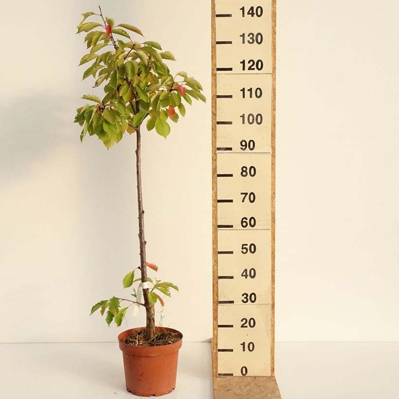 Example of Sauerkirsche Anglaise Hâtive - Prunus cerasus Topf mit 7,5L/10L, Heister as you get in ete