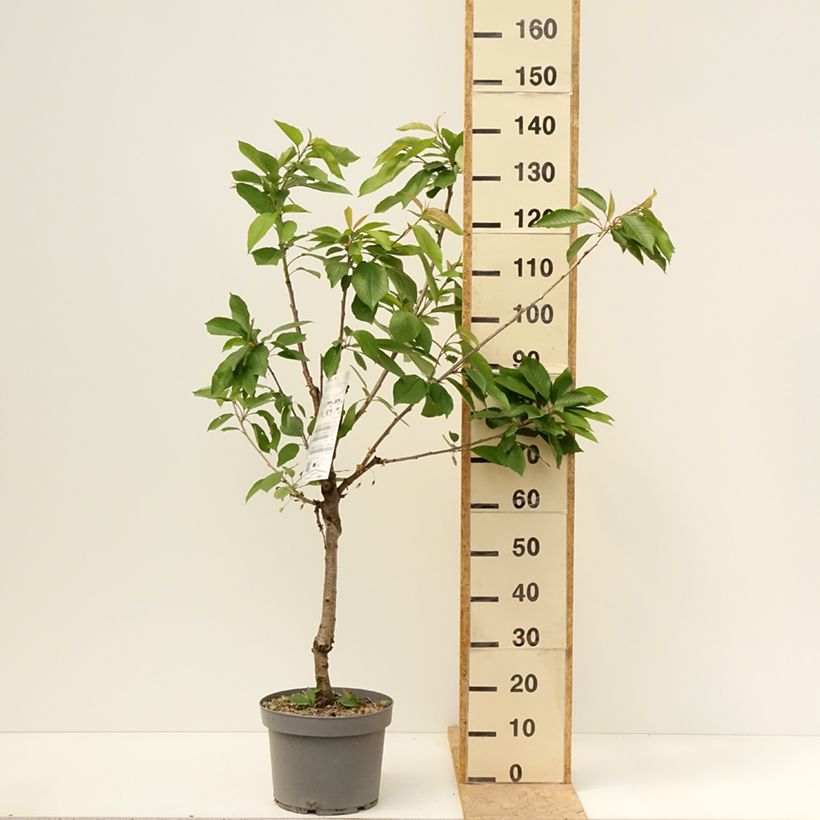 Exemplar von Sauerkirsche Belle Magnifique - Prunus cerasus Topf mit 7,5L/10L, Gobelet-Form wie im Frühjahr geliefert