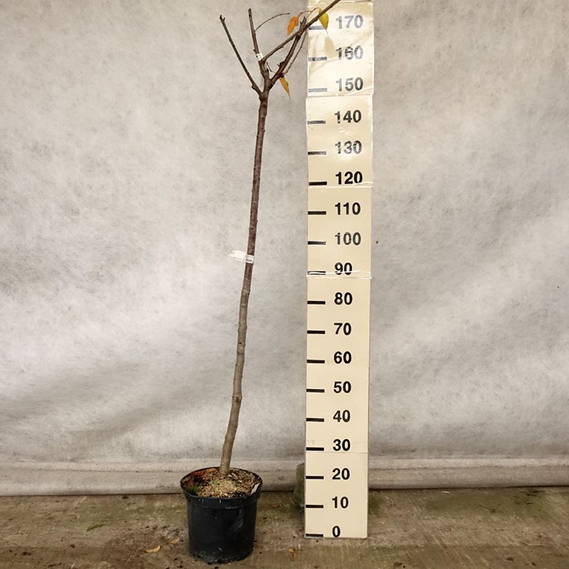 Example of Süßkirsche Bigalise 'enjidel' - Prunus avium Topf mit 7,5L/10L, Halbstamm as you get in automne