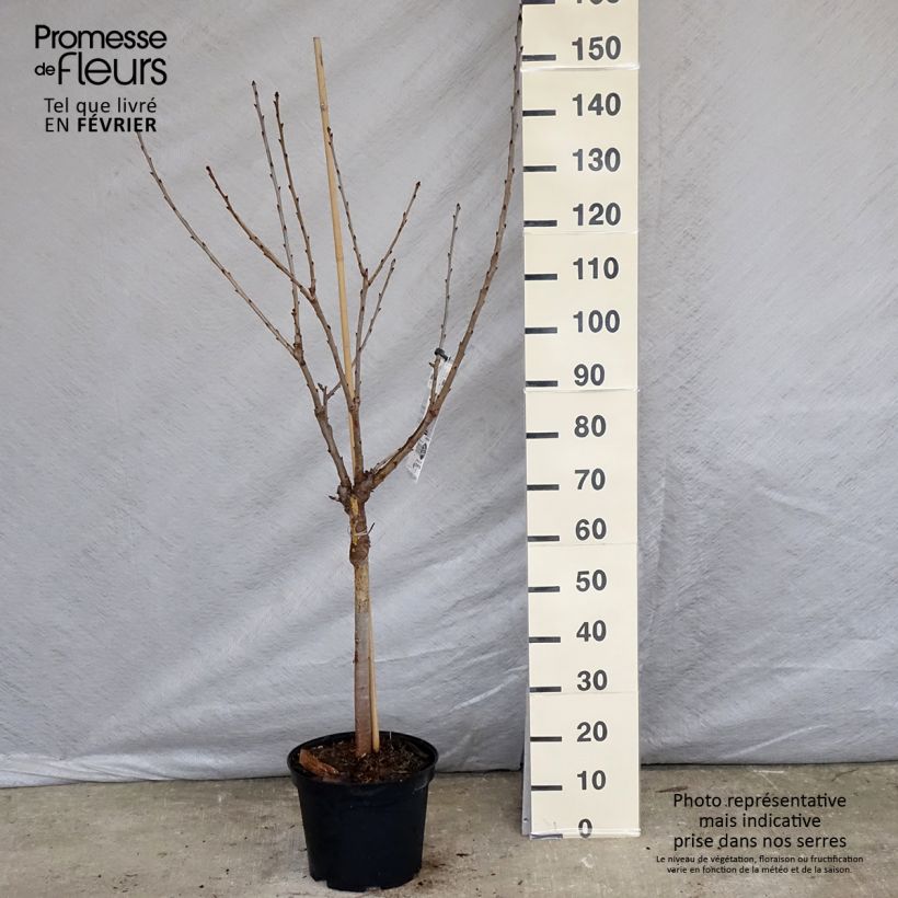 Exemplar von Süßkirsche Burlat - Prunus avium Topf mit 7,5L/10L, Gobelet-Form wie im Winter geliefert