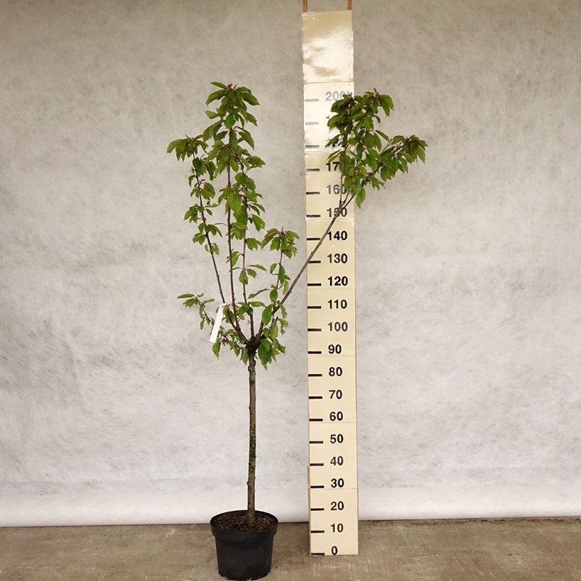 Exemplar von Süßkirsche Burlat - Prunus avium Topf mit 7,5L/10L, Gobelet-Form wie im Frühjahr geliefert