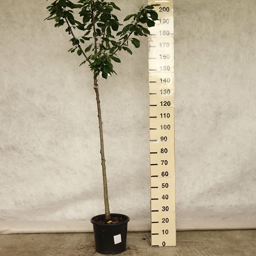 Exemplar von Süßkirsche Burlat - Prunus avium Topf mit 7,5L/10L, Halbstamm wie im Sommer geliefert