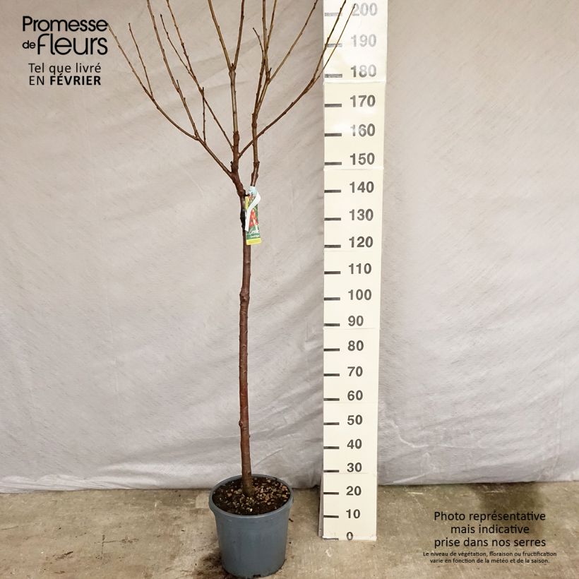Exemplar von Süßkirsche Coeur de Pigeon - Prunus avium Topf mit 7,5L/10L, Halbstamm wie im Winter geliefert