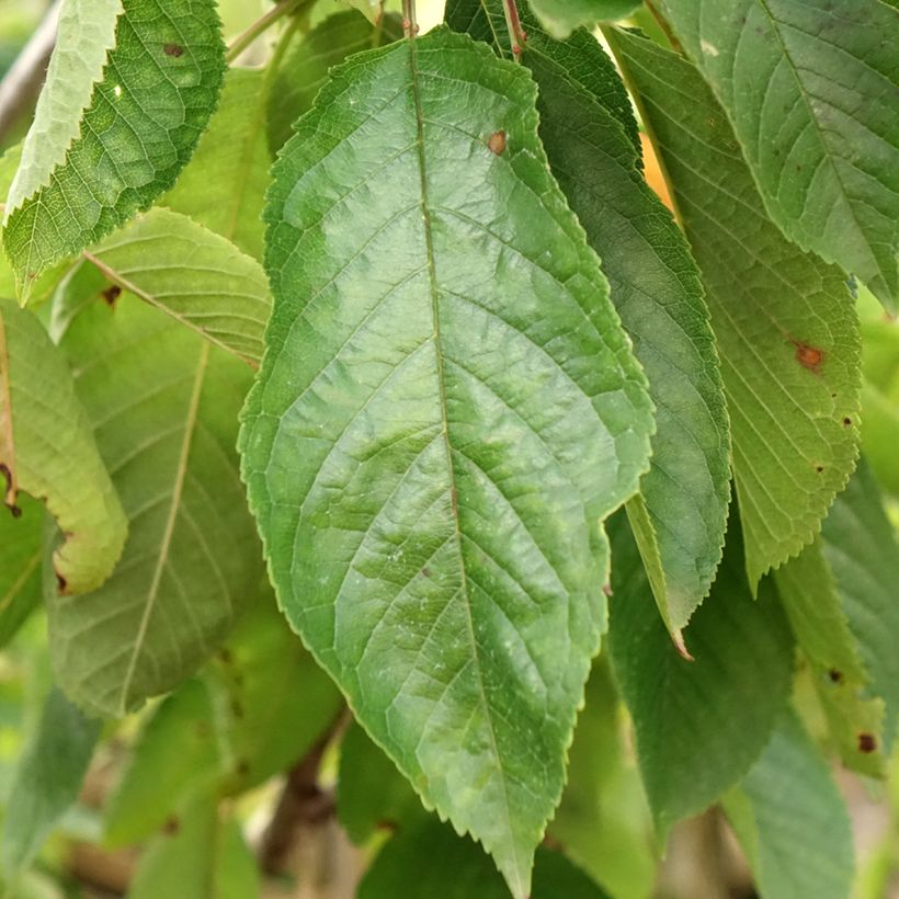 Süßkirsche Coeur de Pigeon - Prunus avium (Foliage)