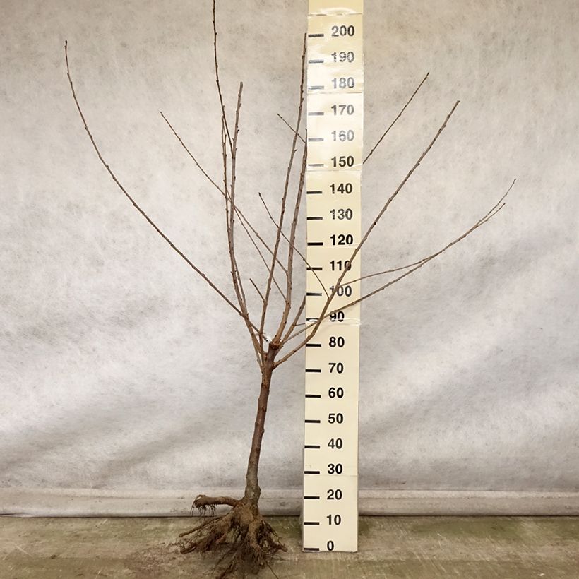 Example of Süßkirsche Saint Jean 'Gardel' - Prunus avium Wurzelnackt, Gobelet-Form as you get in automne