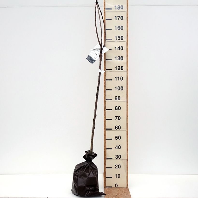 Exemplar von Süßkirsche Saint Jean 'Gardel' - Prunus avium Plug "Fertig-zum-Pflanzen", Halbstamm wie im Herbst geliefert