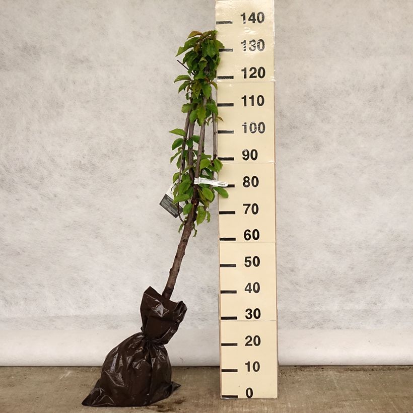 Exemplar von Süßkirsche Délice de Malicorne ‘Agoudel’ - Prunus avium Plug "Fertig-zum-Pflanzen", Gobelet-Form wie im Frühjahr geliefert