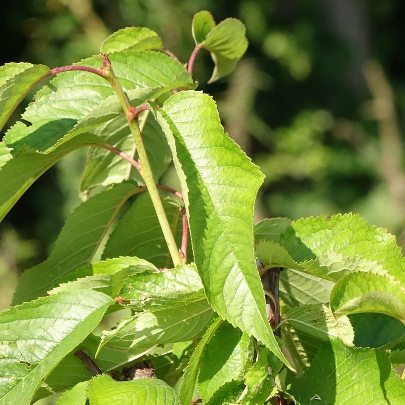Süßkirsche hâtif Delbard 'Rivedel' - Prunus avium (Foliage)