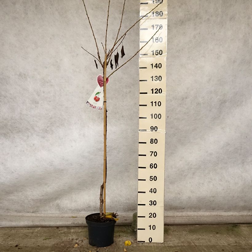 Example of Süßkirsche Hedelfingen - Prunus avium Topf mit 7,5L/10L, Halbstamm as you get in automne