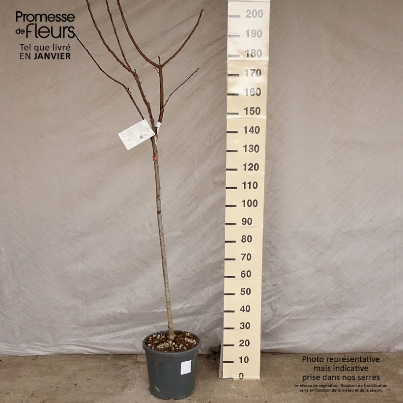Exemplar von Süßkirsche Hedelfingen - Prunus avium Topf mit 7,5L/10L, Halbstamm wie im Winter geliefert