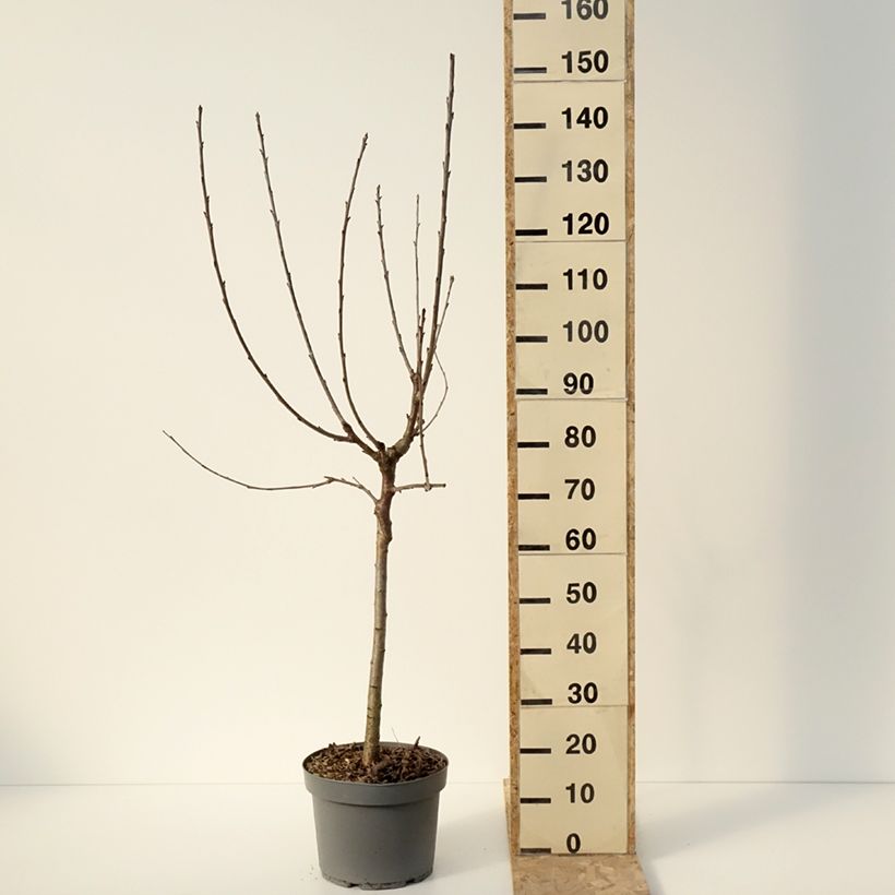 Exemplar von Süßkirsche Marmotte - Prunus avium Topf mit 7,5L/10L, Gobelet-Form wie im Winter geliefert