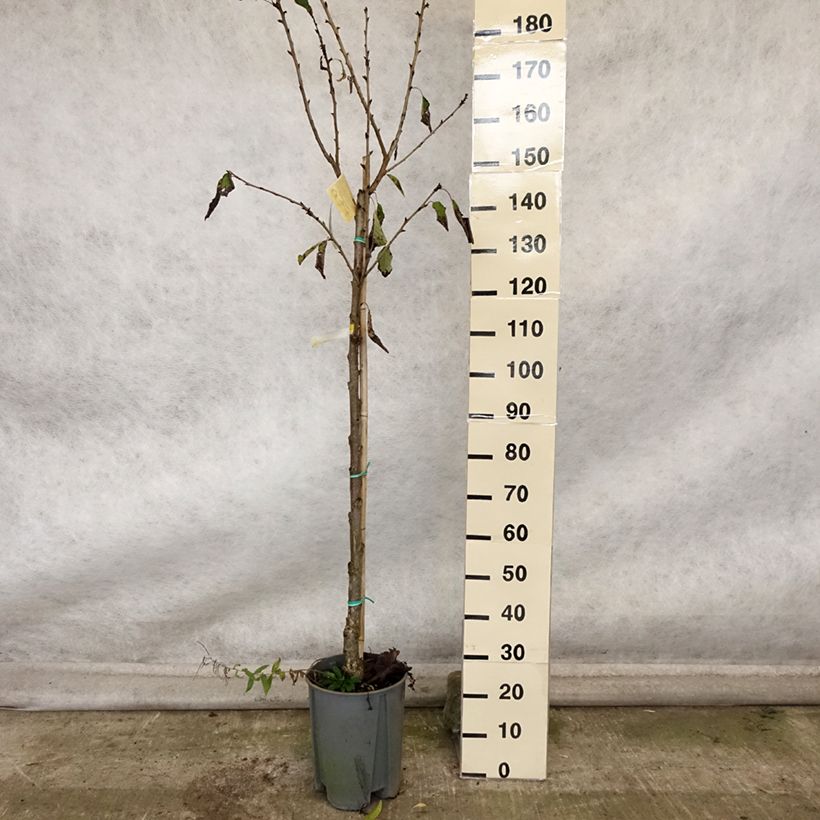 Example of Süßkirsche Moreau - Prunus avium Topf mit 7,5L/10L, Halbstamm as you get in automne