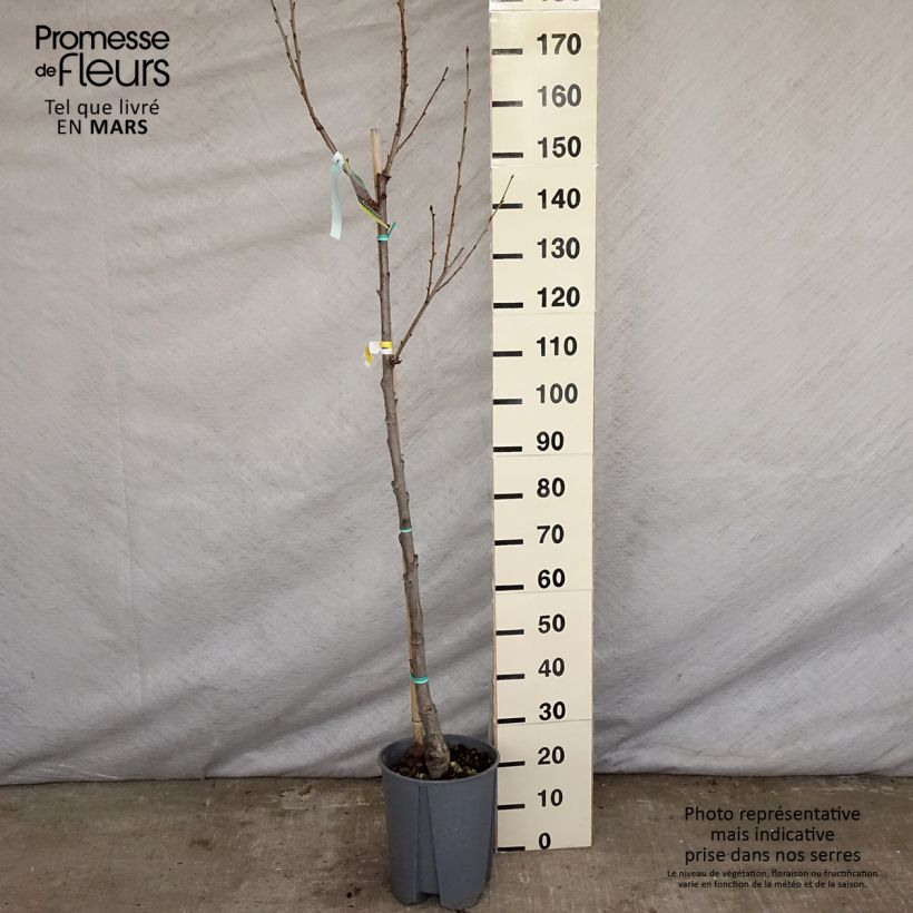 Exemplar von Süßkirsche Moreau - Prunus avium Topf mit 7,5L/10L, Halbstamm wie im Frühjahr geliefert
