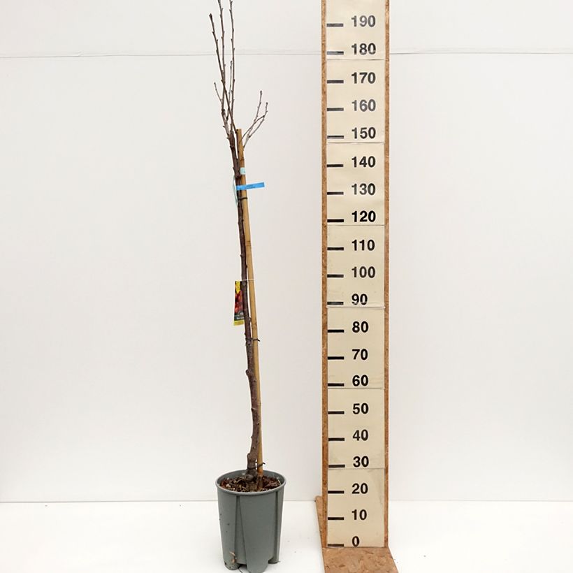 Exemplar von Süßkirsche Napoléon - Prunus avium Topf mit 7,5L/10L, Halbstamm wie im Herbst geliefert