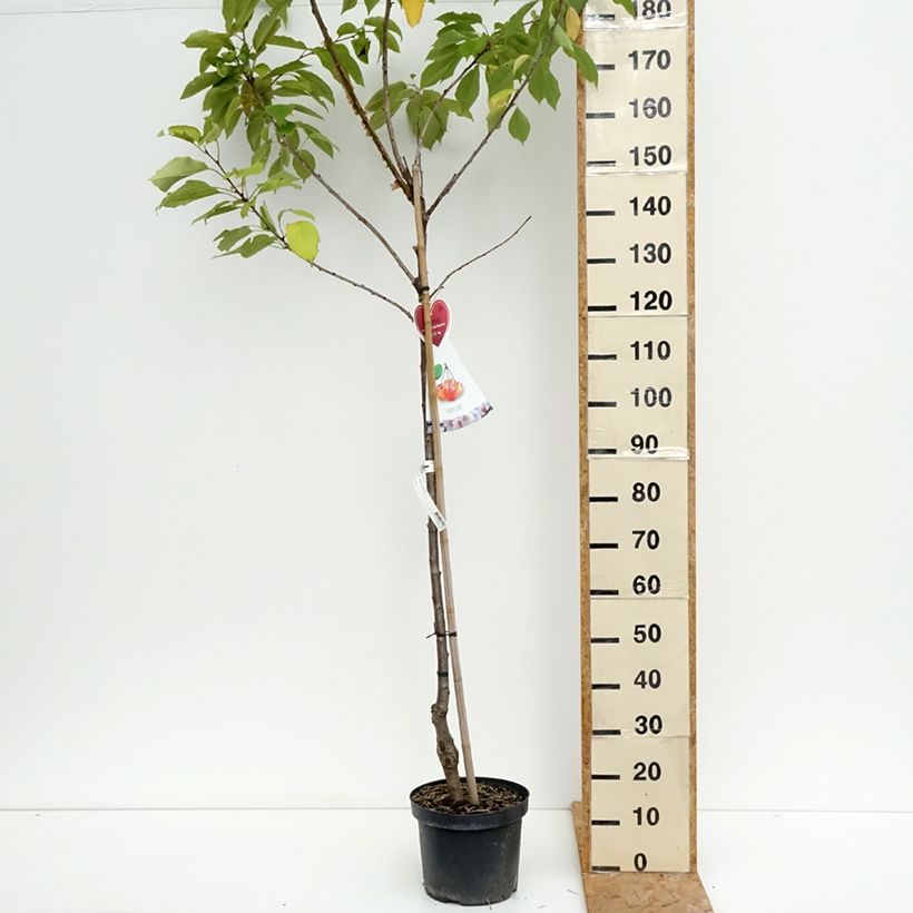 Example of Süßkirsche Napoléon - Prunus avium Topf mit 7,5L/10L, Halbstamm as you get in ete