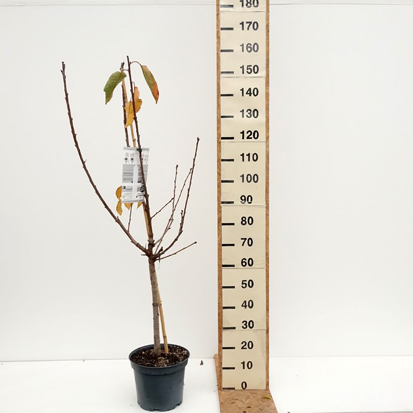 Exemplar von Süßkirsche Napoléon - Prunus avium Topf mit 7,5L/10L, Gobelet-Form wie im Herbst geliefert
